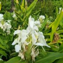 허니문 하우스 이미지