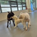 놀러오개 애견유치원 애견호텔 의정부점 이미지