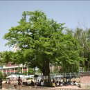 계산동 은행나무 이미지