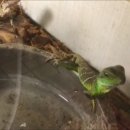 MyPetTube : 워터드래곤 WaterDragon 파충류 reptile 동물카페 이미지