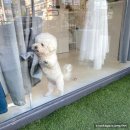 나나와메이 이미지