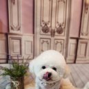 나나 펫 살롱 이미지