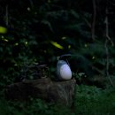 우산정보 이미지