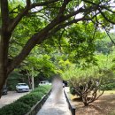 마이다스광고 | 비에이비스타CC 근처 식당 '풍경' 곤드레나물밥 시어머님과 내돈내산 솔직후기 (영업시간/주차/동선 꿀팁)