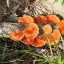 연주농장 이미지