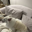 빵글이 스토어 네이버블로그