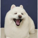 즐거운애견미용실 이미지