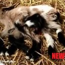 한다리농장 이미지