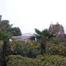 제주 야자원 이미지