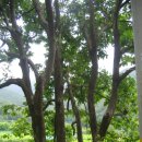 소사생태길(백일) 이미지