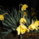 산수유축제장 이미지