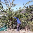 다시마 흑염소 이미지