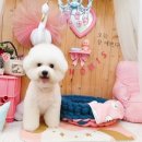 비숑이즈 이미지