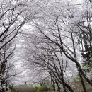 벚꽃주택 이미지