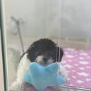 럭스 캐터리 | 남양주 강아지분양 [럭스펫] 방문 후기에요~