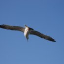 부산갈매기 이미지