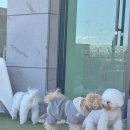 명지공원1(운동장) | 🐶 부산 명지 오마이구미 실내 애견카페 방문 후기 ✨(커피맛,놀이방,상주호텔링 갓벽👍)