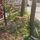 멍그니엘 이미지