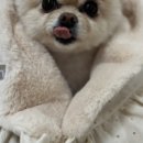 화정펫