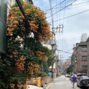 세븐일레븐 연희점 | 7월 기록(카페마,햇,비스퀴테리산,유알티,시노라연희,비전스트롤연희,이품,부디무드라)