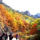 대광리 은행나무 이미지