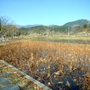 하림공원(이벤트광장) Daum카페