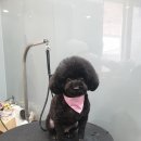 강남애니펫샵