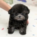 미유펫 강아지애견미용 이미지