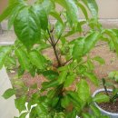 행복나무 이미지