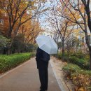 크로커다일 | 연말선물세트 추천 크로커다일 암막 3단 양우산 후기