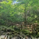 제주 신례리 왕벚나무 자생지 이미지