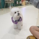 히포파통 이미지