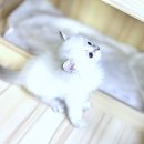 냥이의하루 카페.분양 네이버블로그