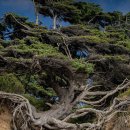 건강 약초 이미지