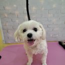 슈가펫살롱