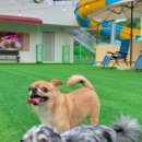 더슈나애견펜션 네이버블로그