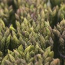 골몰농장 이미지