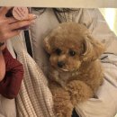 부산애견호텔 24시 강아지 유치원 미용 도그드림 서면점 이미지