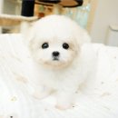 미대언니들애견샵 | 대전강아지분양 애견샵 방문했던 후기