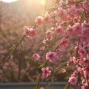 영산홍 이미지