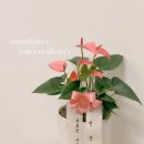 마석자동차공업사 | 다산동개업화분 추천, 다산법조타운·남양주경찰서 축하화분 당일배송 꽃집