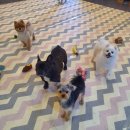 퍼피스쿨 이미지