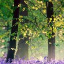 앤의정원 이미지