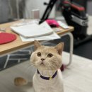 묘발소 이미지