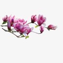 인화여인숙 | 목련 꽃 시(詩)모음<1>