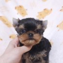 루시드 리엔 이미지