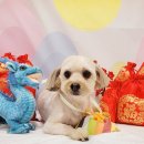 힐스타운 동물병원 이미지