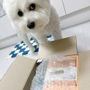 오렌지덴탈 | 허니콤츄 덴탈껌 5번째 내돈내산 구매 후기 | 알러지 많은 강아지도 안심 급여