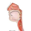 후비루 증후군 후비루 기침 가래 이미지