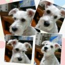 라온이네 이미지